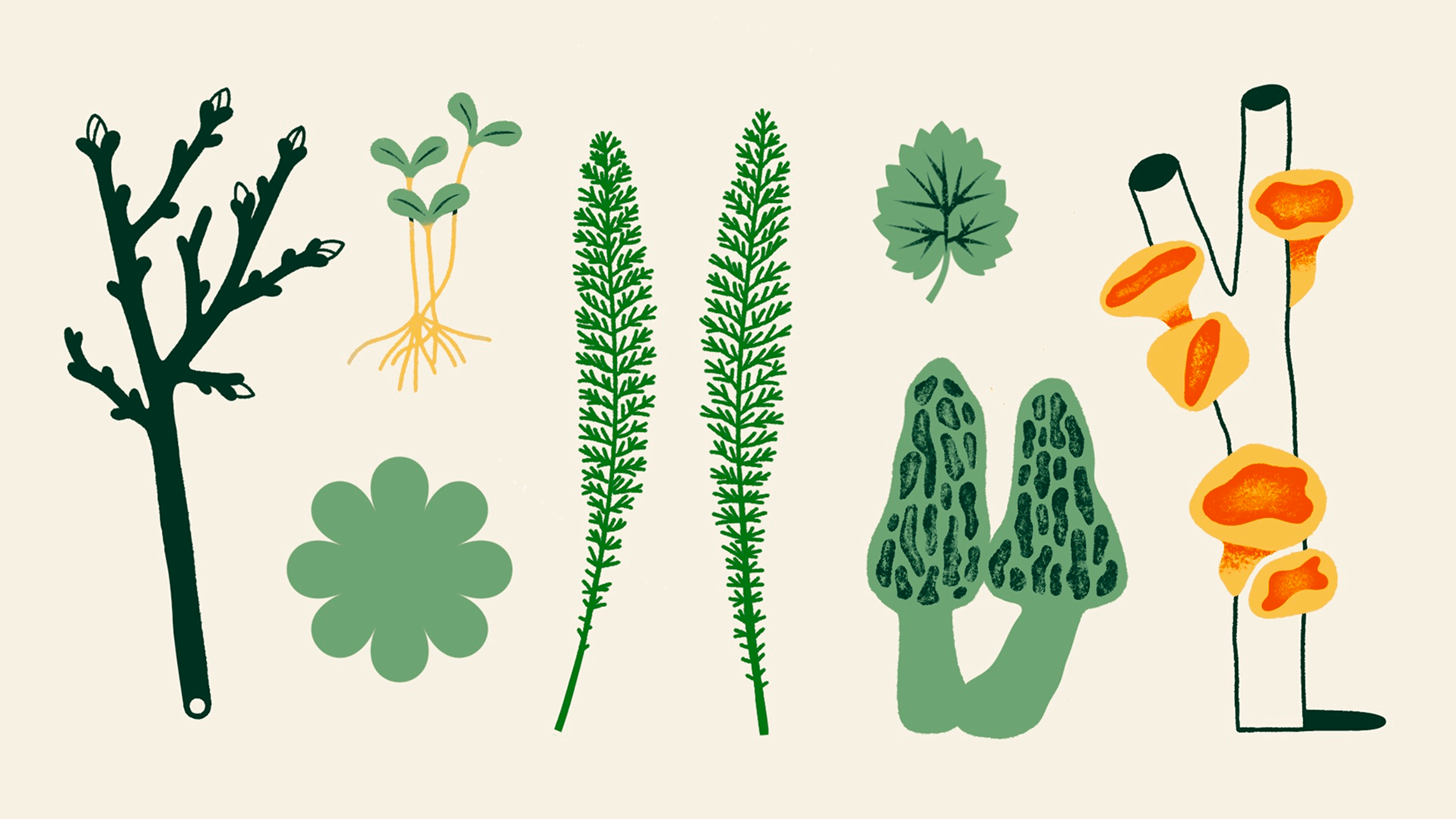 Okładka przewodnika Dzika Wiosna